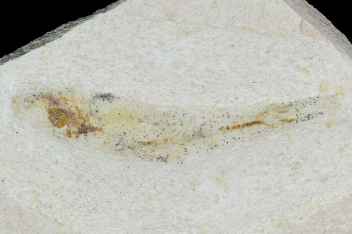 Cretaceous Fossil Fish - Morocco #104398